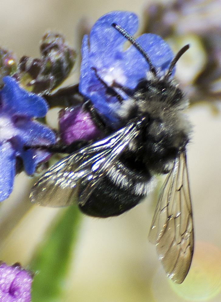 Apidae Apinae: Melecta sp.